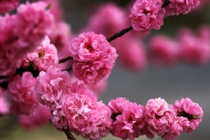 Blossom Of Pom Poms